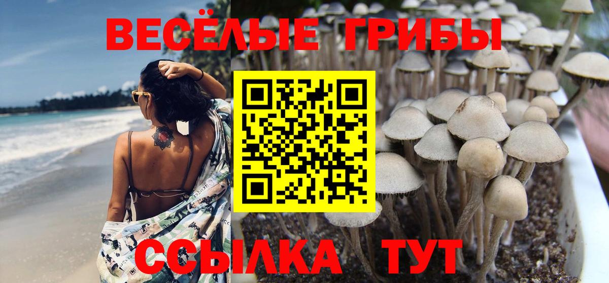 Осинники  Псилоцибиновые грибы прущие грибы  Вход с VPN 